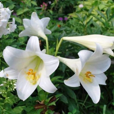 Лилия Уайт Хевен Лилия Уайт Хевен фото