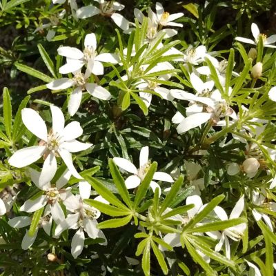 Шуазия ароматная Лиссбрид Шуазия ароматная Лиссбрид - Dolina-Sad.Ru