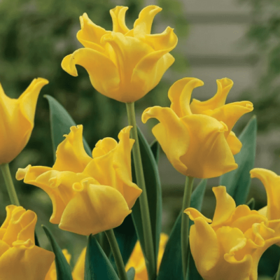 Тюльпан Еллоу Краун Тюльпан Еллоу Краун фото