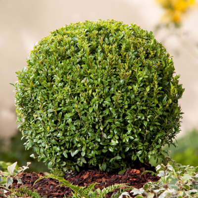 Самшит вечнозеленый, С3 Самшит вечнозеленый, С3 - Dolina-Sad.Ru