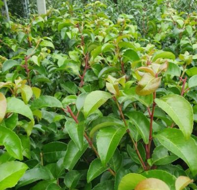 Лавровишня португальская Тико фото