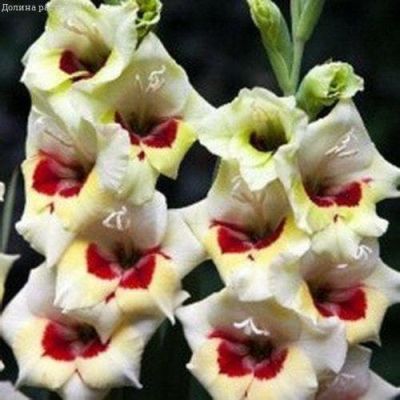 Гладиолус Мессина (10 шт) Гладиолус Мессина (10 шт) фото