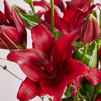 Лилия Динамикс - Dolina-Sad.Ru