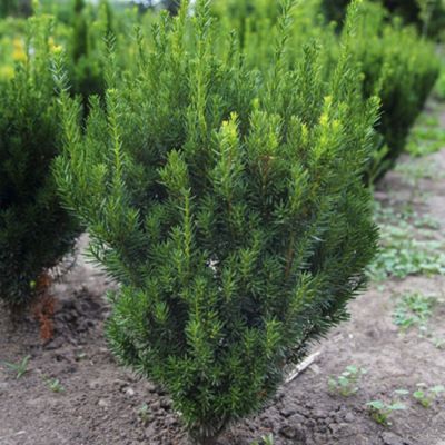 Тис средний Гроенланд - Dolina-Sad.Ru