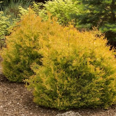 Туя западная Рейнголд, С3 Туя западная Рейнголд, С3 - Dolina-Sad.Ru