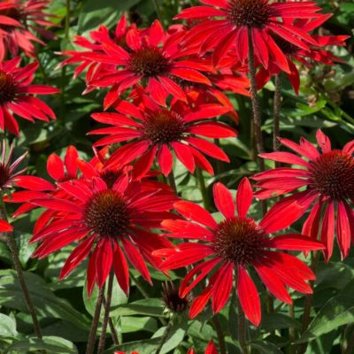 Эхинацея Сомбреро Сангрита Эхинацея Сомбреро Сангрита - Dolina-Sad.Ru