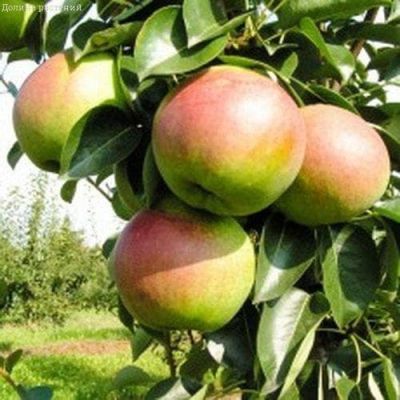 Груша Купала/Летняя фото