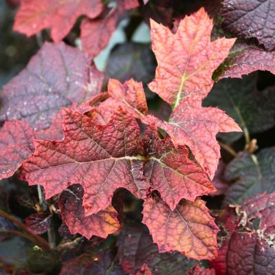 Гортензия дуболистная Сайкс Дварф, С1,5 Гортензия дуболистная Сайкс Дварф, С1,5 - Dolina-Sad.Ru