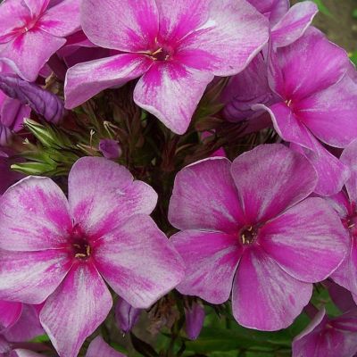 Флокс метельчатый Смоуки Флокс метельчатый Смоуки - Dolina-Sad.Ru