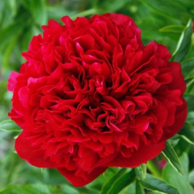 Пион Элиза Ланди Пион Элиза Ланди - Dolina-Sad.Ru