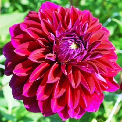 Георгина Дива Георгина Дива фото