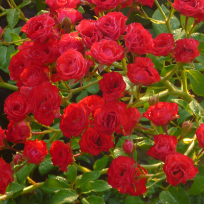 Скарлет Мейландин фото