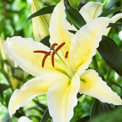 Лилия Чилаут Лилия Чилаут фото