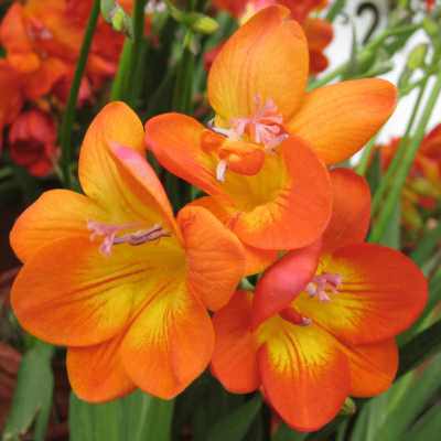 Фрезия махровая оранжевая фото