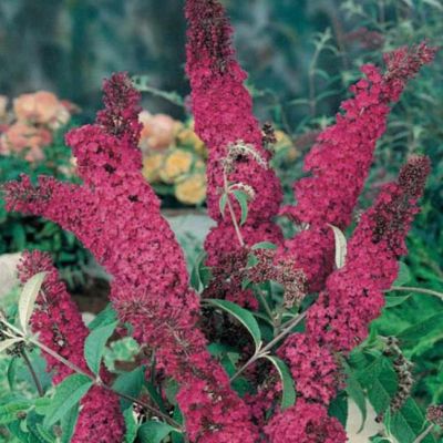 Будлея Давида Королевский красный Будлея Давида Королевский красный фото