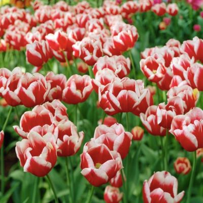 Тюльпан Поул Позишн Тюльпан Поул Позишн фото