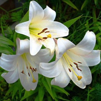 Лилия Уайт Хевен Лилия Уайт Хевен фото