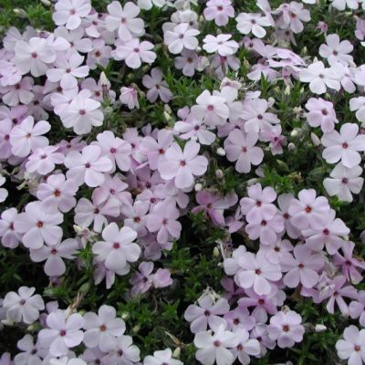 Флокс Дугласа Лилак Клауд , P9 Флокс Дугласа Лилак Клауд , P9 фото