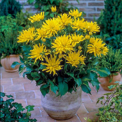 Георгина Мюнхнен Георгина Мюнхнен фото