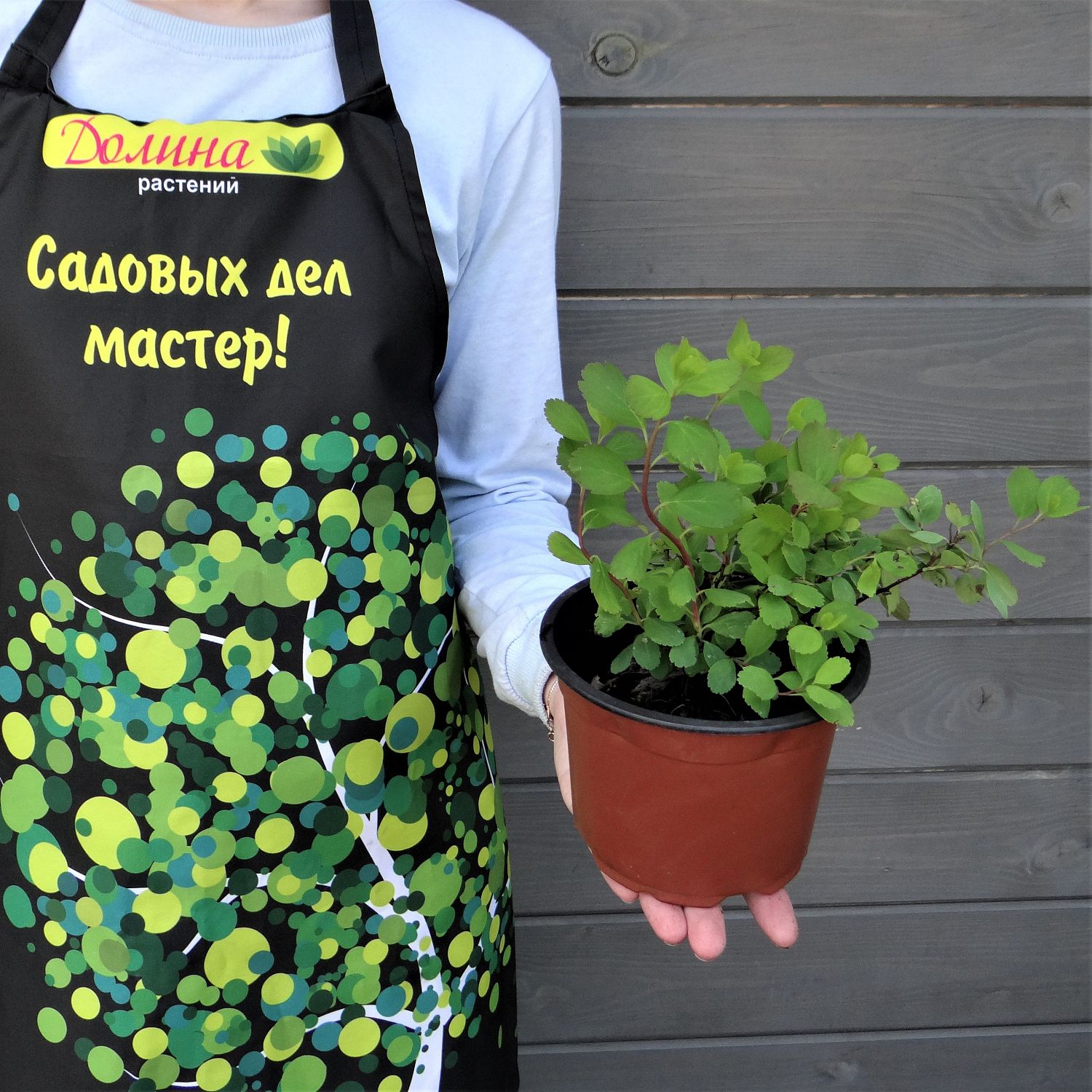 Спирея березолистная Тор Голд Спирея березолистная Тор Голд фото