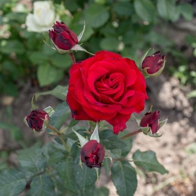 Роза Реал Манчестер Роза Реал Манчестер - Dolina-Sad.Ru