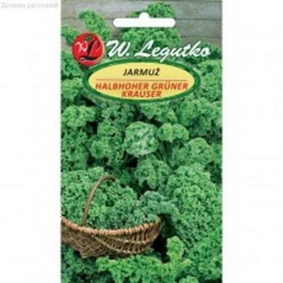 Капуста кудрявая Хальбхохерский охотник (Польша) Капуста кудрявая Хальбхохерский охотник (Польша) фото