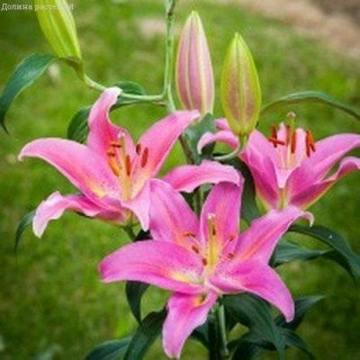 Лилия Маунт Кук ( в горшке) Лилия Маунт Кук ( в горшке) фото