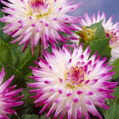 Георгина Хейли Джейн Георгина Хейли Джейн фото