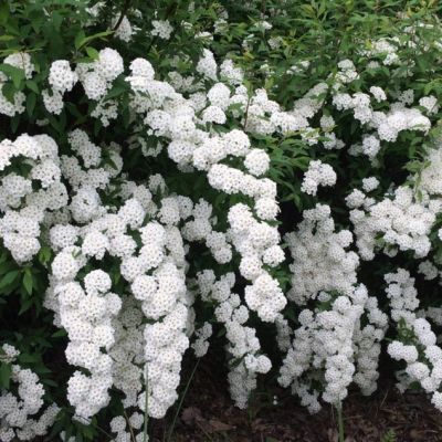 Спирея Вангутта фото