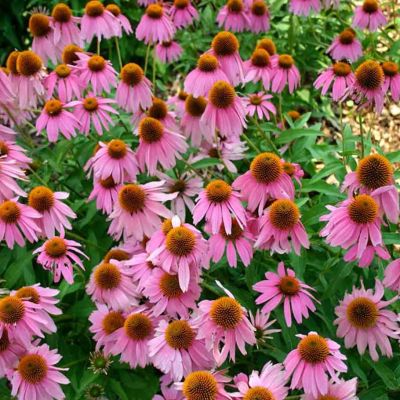 Эхинацея Берд Роуз Эхинацея Берд Роуз - Dolina-Sad.Ru