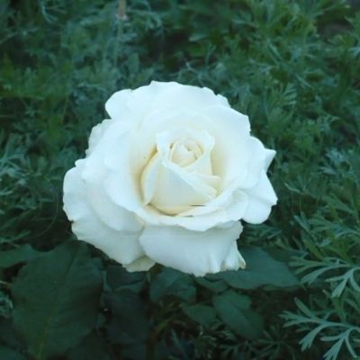 Роза Голливуд - Dolina-Sad.Ru