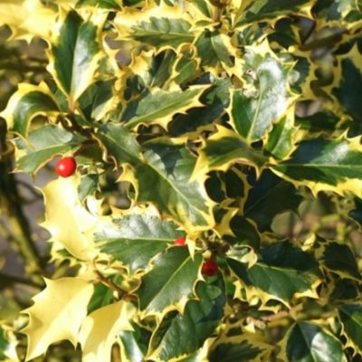 Падуб остролистный Мадам Бриот Падуб остролистный Мадам Бриот - Dolina-Sad.Ru