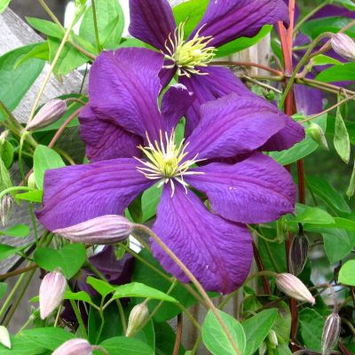 Клематис Джекмани Клематис Джекмани фото