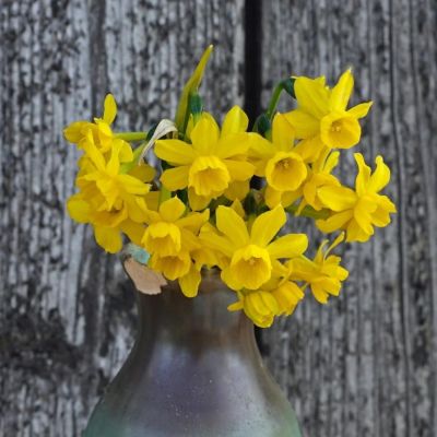 Нарцисс Диего Нарцисс Диего - Dolina-Sad.Ru