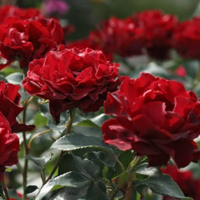 Роза Хоммаж Барбара фото