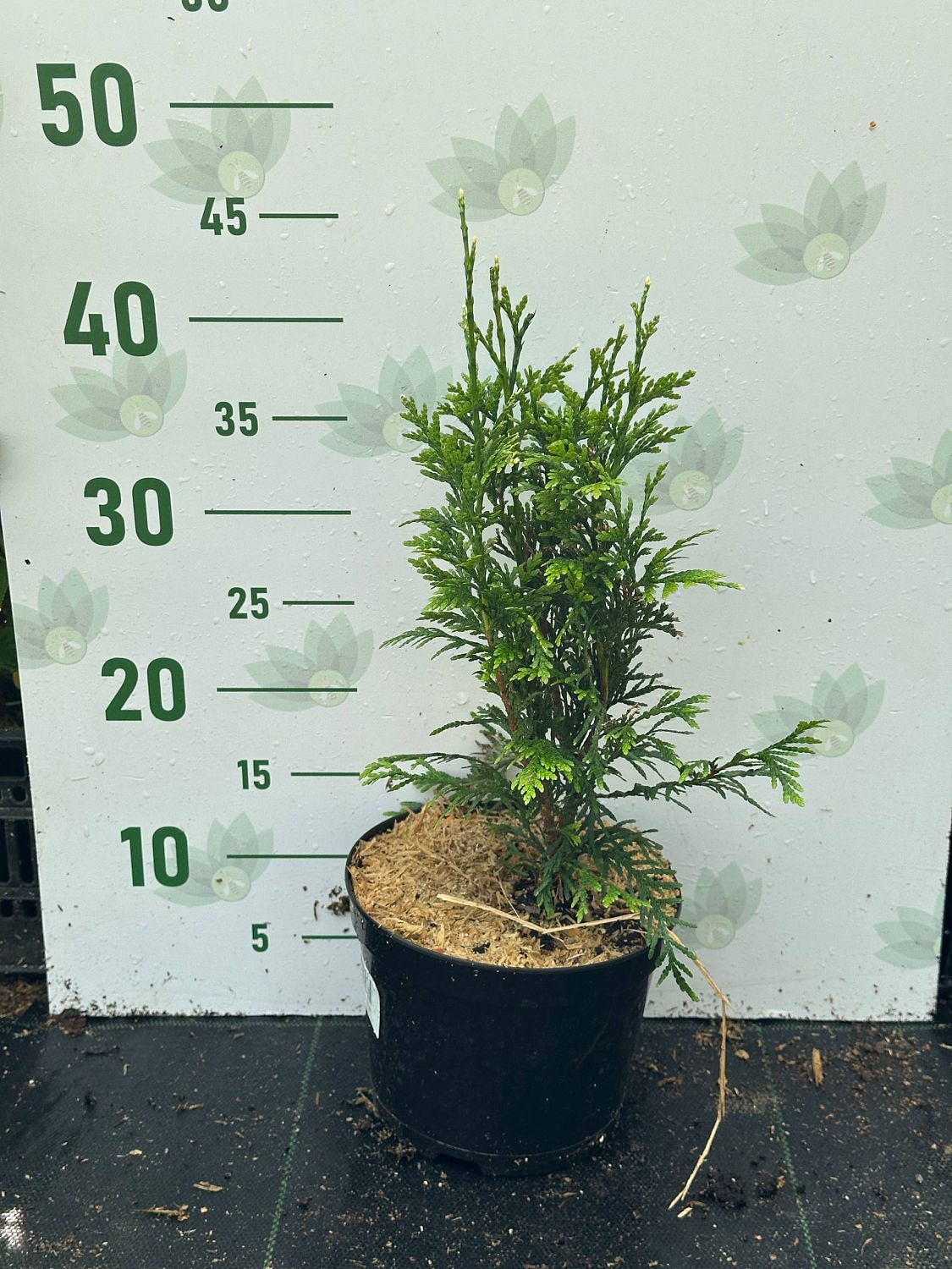 Туя складчатая Кан-Кан, С2 - Dolina-Sad.Ru