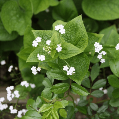 Бруннера Макрофила Бетти Боуринг , С1,5 Бруннера Макрофила Бетти Боуринг , С1,5 фото