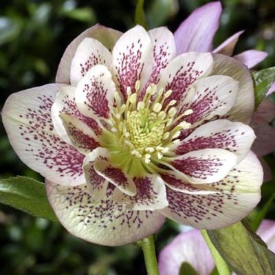 Морозник Болин Морозник Болин фото