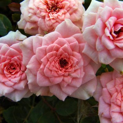 Роза Даниэла Роза Даниэла - Dolina-Sad.Ru