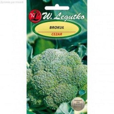 Капуста брокколи Цезарь (Польша) Капуста брокколи Цезарь (Польша) фото