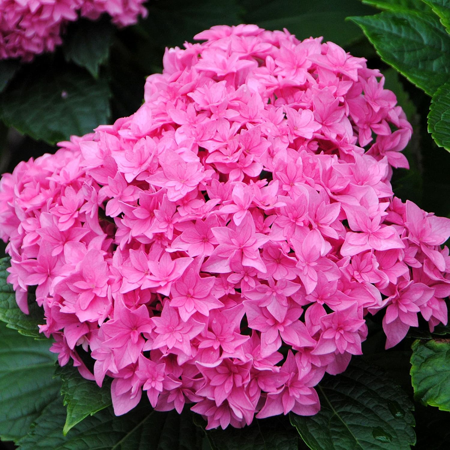 Гортензия крупнолистная Перфекшн Гортензия крупнолистная Перфекшн фото