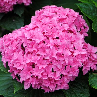 Гортензия крупнолистная Перфекшн Гортензия крупнолистная Перфекшн фото