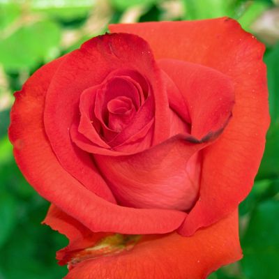 Роза Мадена - Dolina-Sad.Ru