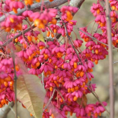 Бересклет европейский, С3 - Dolina-Sad.Ru