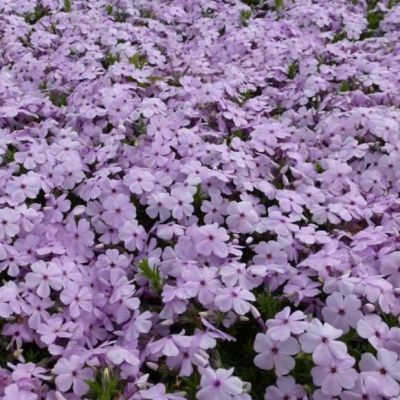 Флокс Дугласа Лилак Клауд , P9 Флокс Дугласа Лилак Клауд , P9 фото