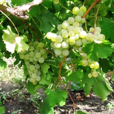 Виноград Сурученский Виноград Сурученский фото