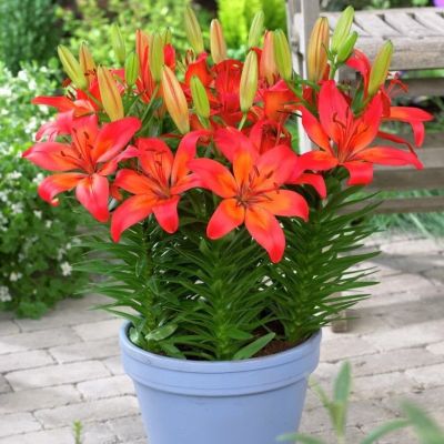 Лилия Сансет Матрикс Лилия Сансет Матрикс фото