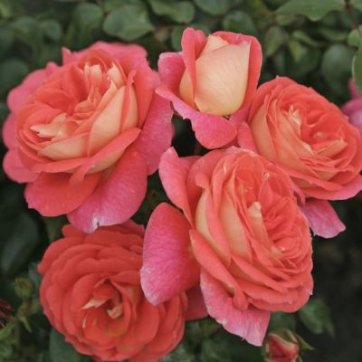 Роза Зоммерзонне Роза Зоммерзонне - Dolina-Sad.Ru