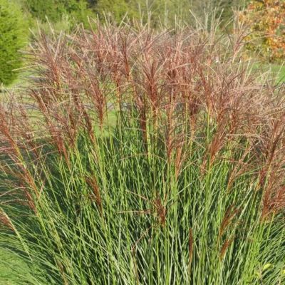 Мискантус китайский Аутумн Ред , C3 Мискантус китайский Аутумн Ред , C3 фото