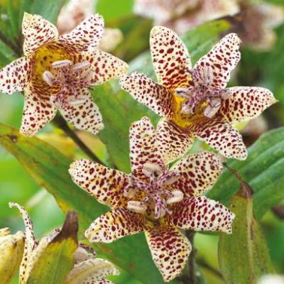 Трициртис Вайт Споттед Трициртис Вайт Споттед фото